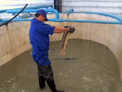 Атырауских предпринимателей и фермеров учат тонкостям осетроводного дела