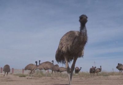 Фермер из туркестана готов удивлять заезжих туристов ручными страусами