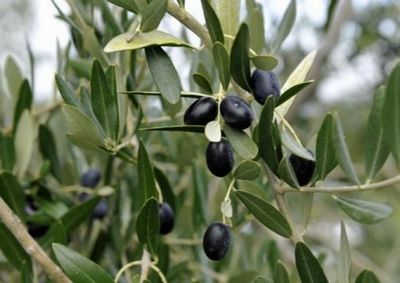 Фермеры италии вынуждены вырубать свои оливковые рощи