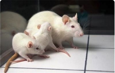 К чему снится белая крыса или много белых крыс? основные толкования: к чему снится белая крыса и разные ситуации с её участием