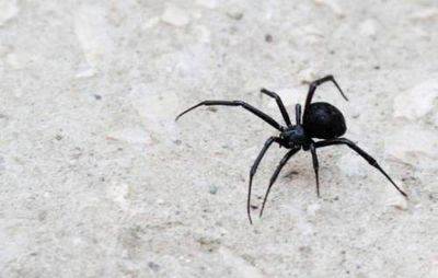 К чему снится чёрный паук или множество маленьких чёрных паучков? основные толкования, к чему снится чёрный паук