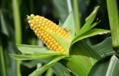 К чему снится кукуруза: что говорят сонники миллера, нострадамуса, майя, и других. толкование снов о кукурузе, кукурузном поле, блюд из кукурузы