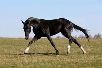 Минсельхоз дагестана: ахалтекинских лошадей из конюшни «дагестанская» пускать на мясо не будут - «общество»