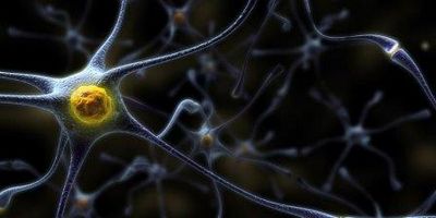 Нервные клетки восстанавливаются – доказано