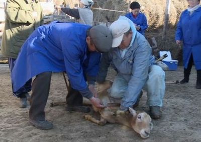 Сотни овец погибли от пастереллеза в атырауской области