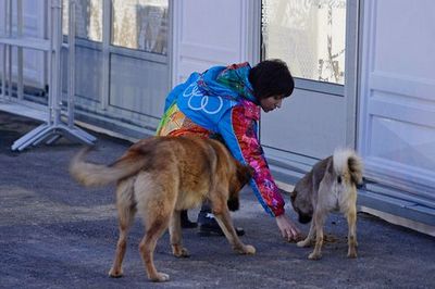 Власти сочи и мок опровергли слухи о варварском истреблении в городе бездомных собак