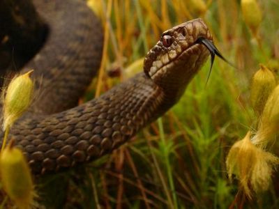 Высокая вода выгоняет из болот рептилий: на дачи сургутян пришли змеи