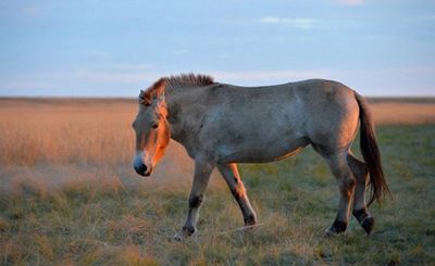 Замечательное возвращение лошади пржевальского - «наука»