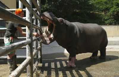 Зоопарк в тбилиси: жизнь животных после наводнения